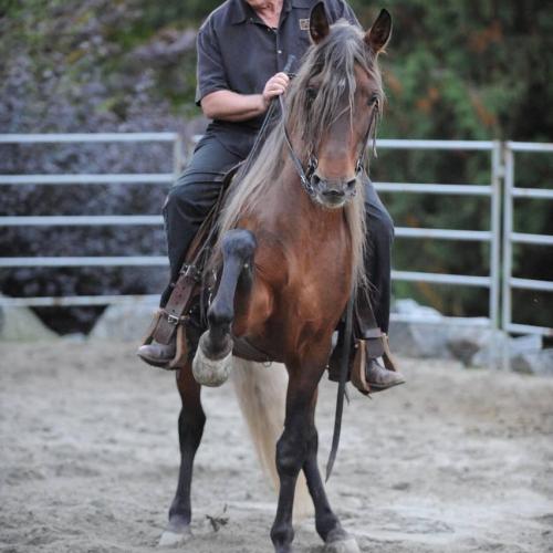 | Danny Virtue and his lusitano stallion. | Danny Virtue 