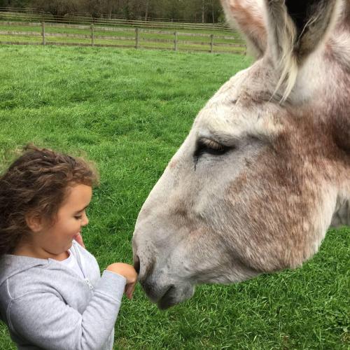  | Adorable girl pets a donkey at the Virtue Ranch. | The Virtue Foundation 