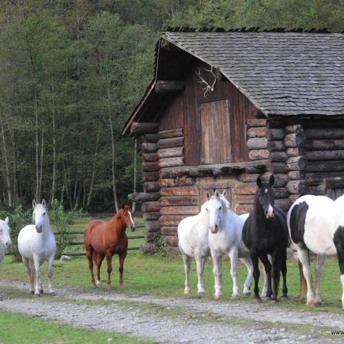  | Old log barns, cabins and horse corrals with a rustic facade | The Virtue Ranch 