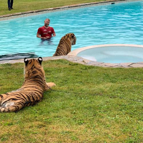  | Tigers cool down in our swimming pool. | The Virtue Ranch 